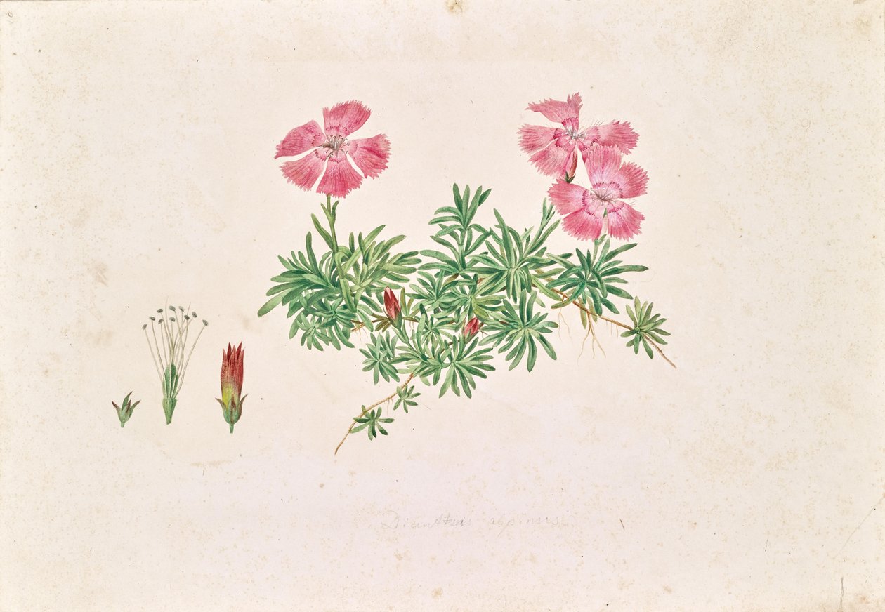 Alppinelikko (Dianthus alpinus) tekijältä Leopold von Stoll