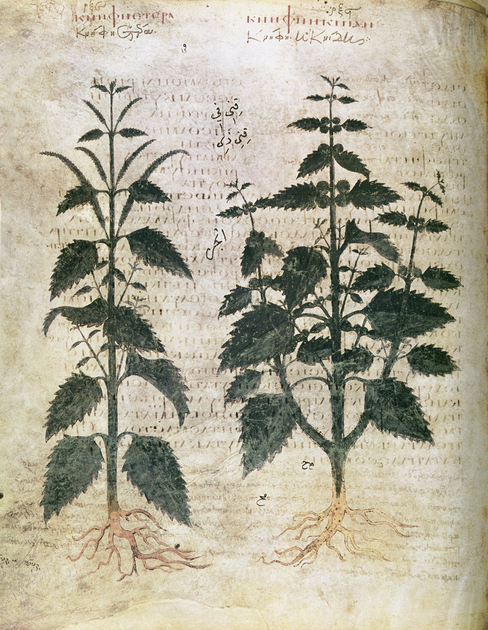 Herbals Nokkonen (orties), 6. vuosisata tekijältä Unbekannt Unbekannt