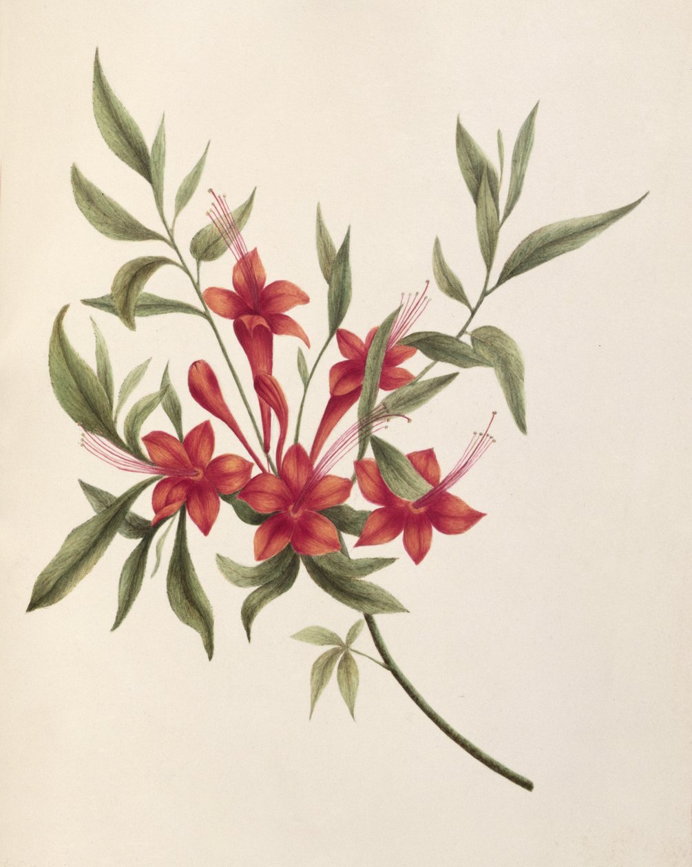 Fuschia tekijältä Lili Cartwright