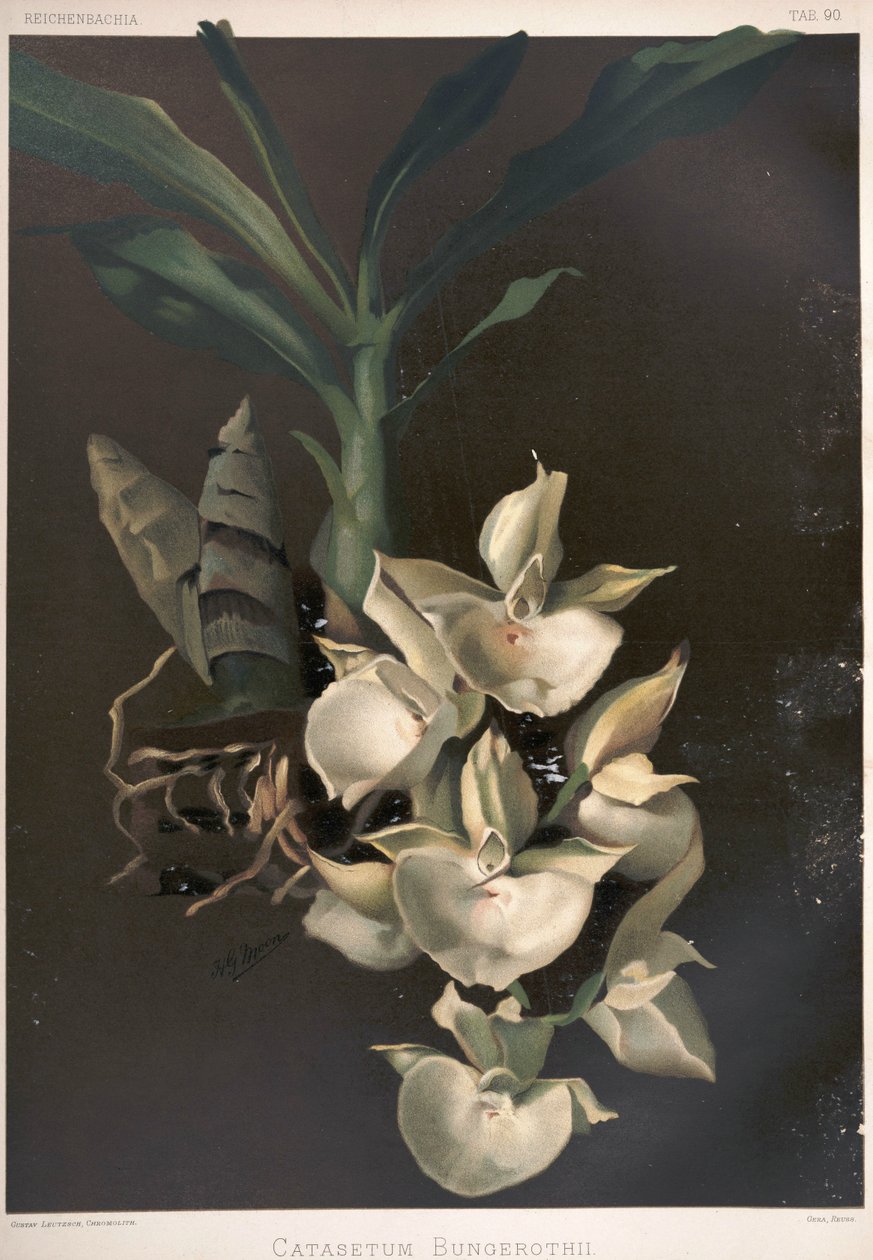 Catasetum pileatum syn: Catasetum bungerothii tekijältä London H. Sotheran and Co.
