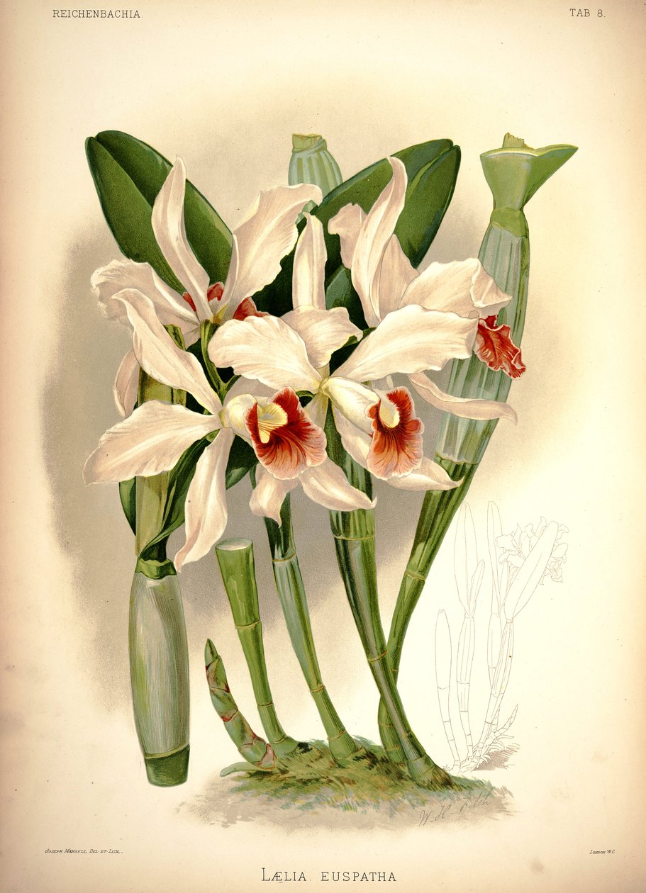 Cattleya × irrorata tekijältä London H. Sotheran and Co.