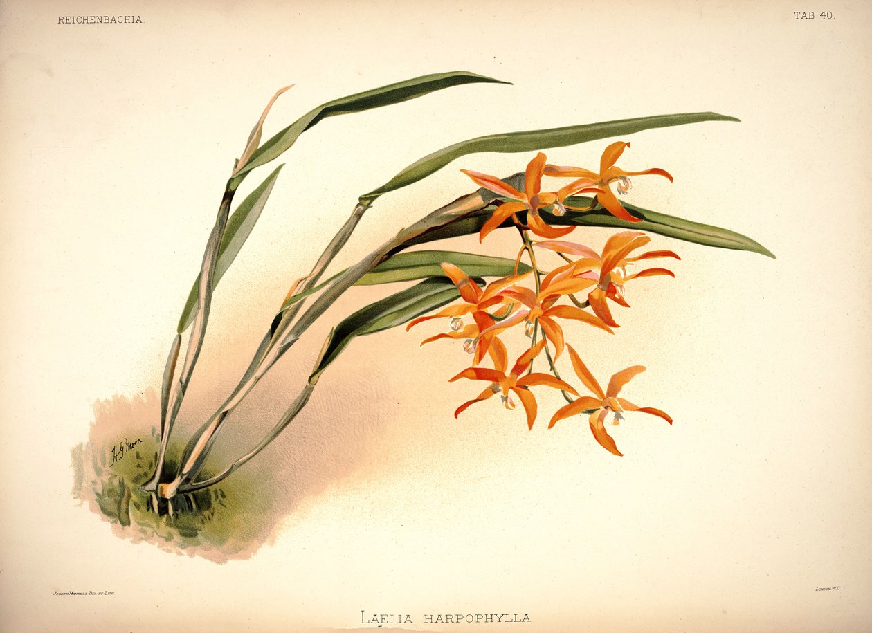 Cattleya harpophylla tekijältä London H. Sotheran and Co.