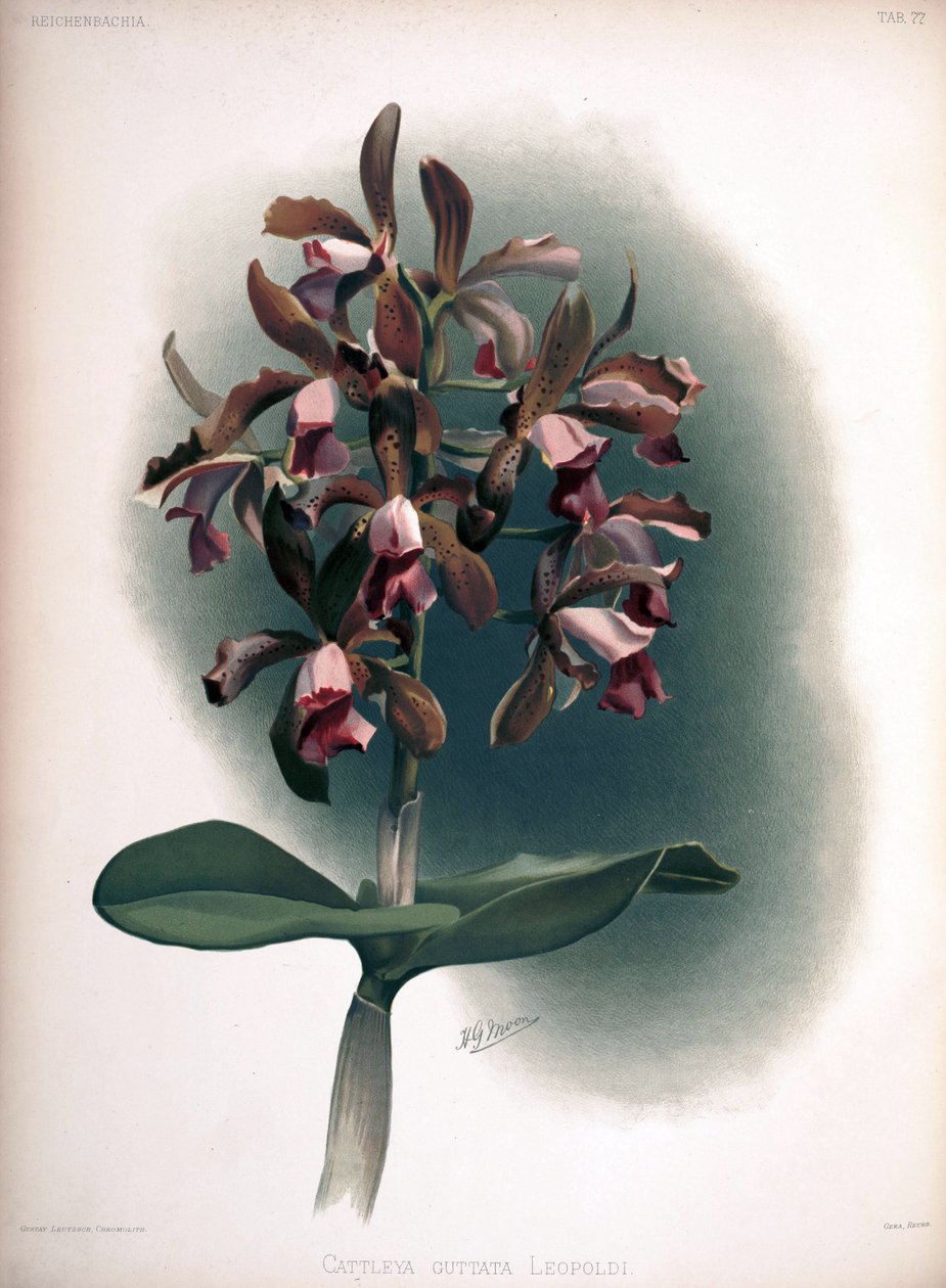 Cattleya tigrina syn: Cattleya guttata var. leopoldii tekijältä London H. Sotheran and Co.