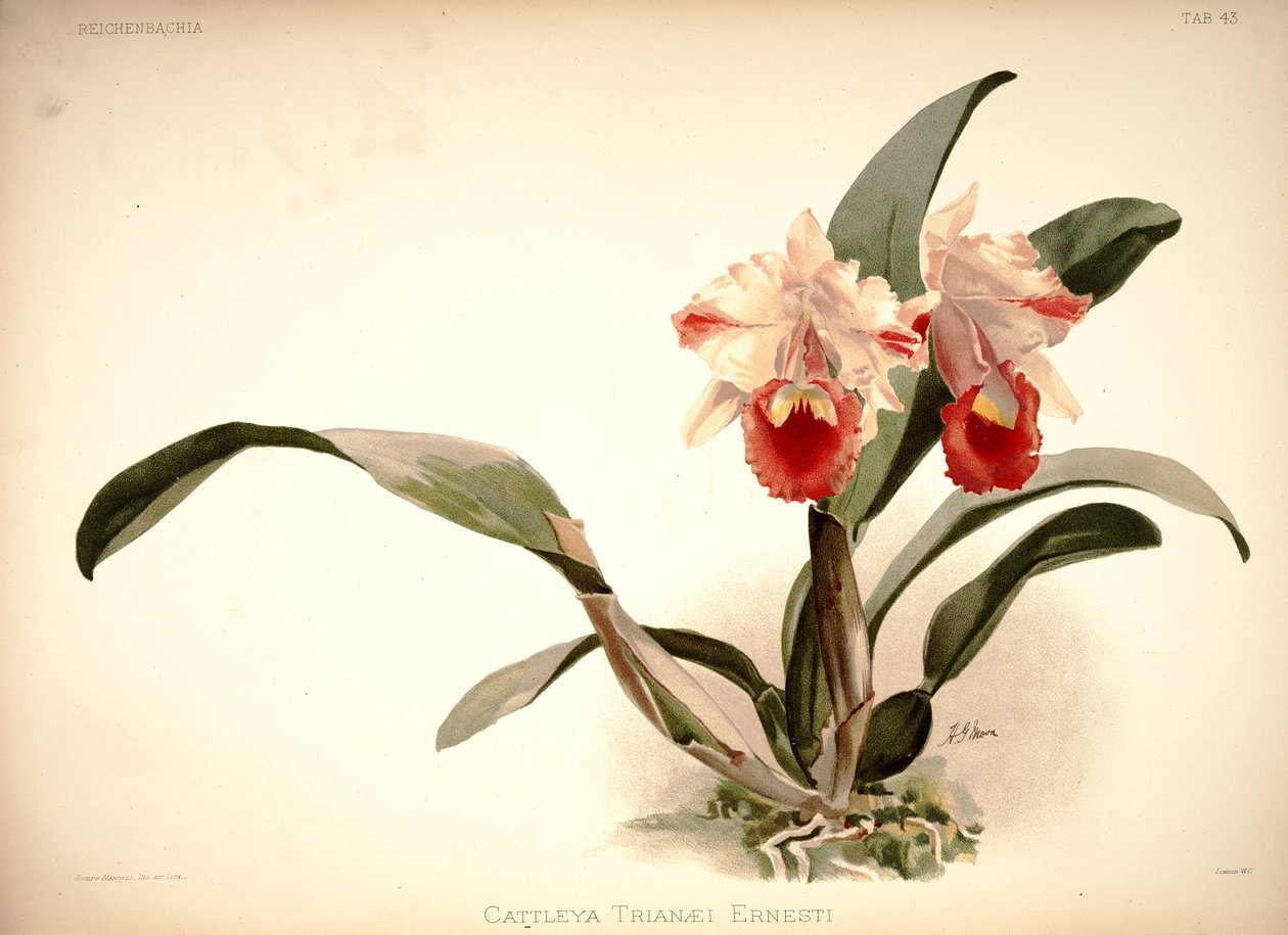 Cattleya trianae tekijältä London H. Sotheran and Co.