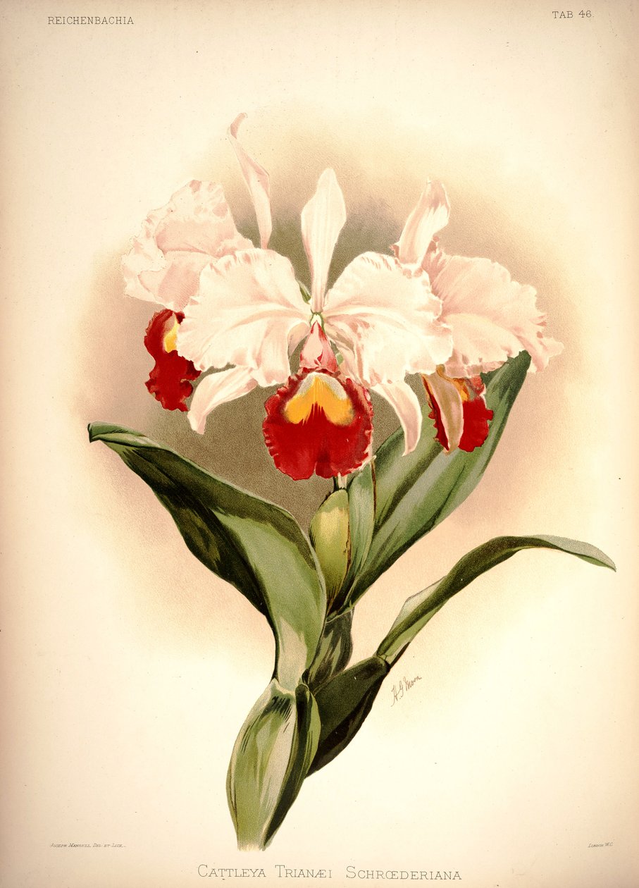 Cattleya trianae tekijältä London H. Sotheran and Co.