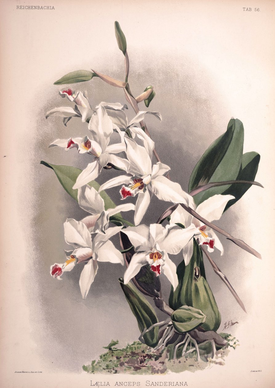 Laelia anceps, syn .: Laelia anceps var. sanderiana tekijältä London H. Sotheran and Co.