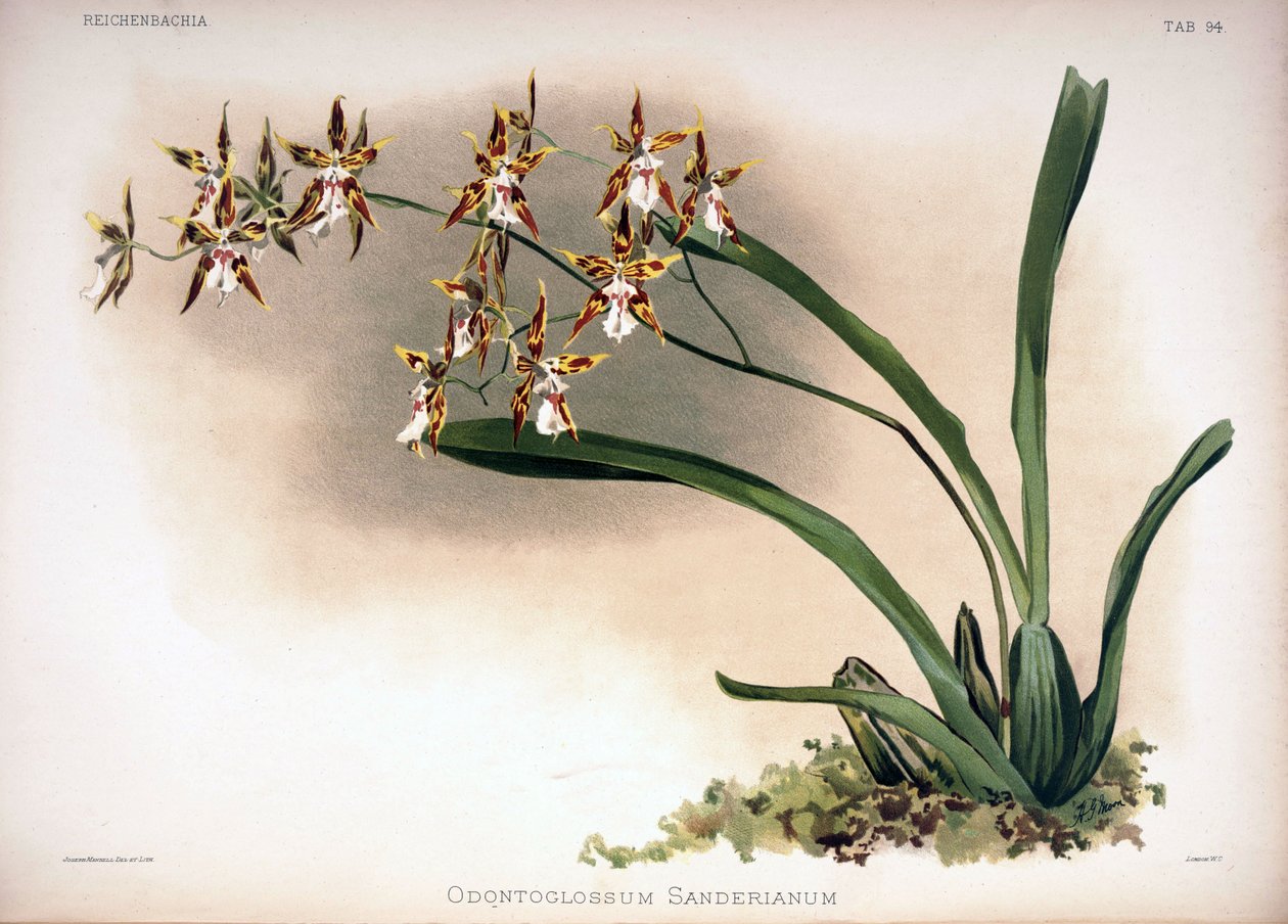 Odontoglossum constrictum syn .: Odontoglossum sanderianum tekijältä London H. Sotheran and Co.