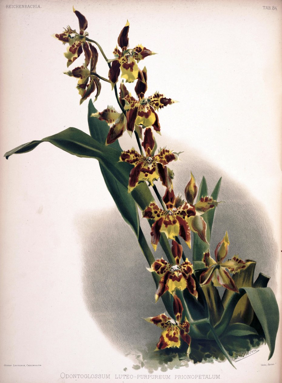 Odontoglossum luteopurpureum tekijältä London H. Sotheran and Co.