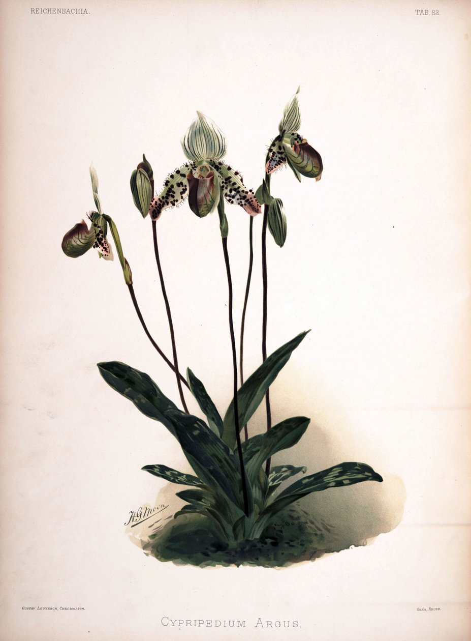 Paphiopedilum argus syn: Cypripedium argus tekijältä London H. Sotheran and Co.