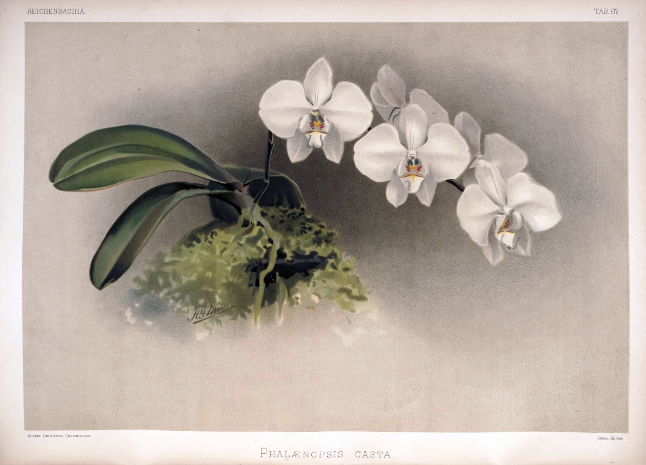 Phalaenopsis × leucorrhoda syn tekijältä London H. Sotheran and Co.