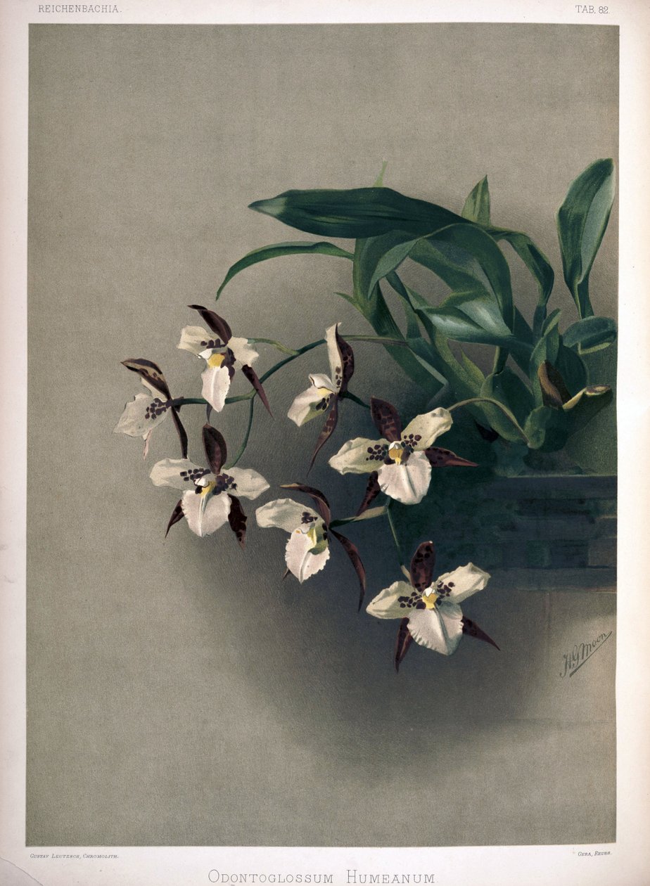 Rhynchostele × humeana syn: Odontoglossum × humeanum tekijältä London H. Sotheran and Co.