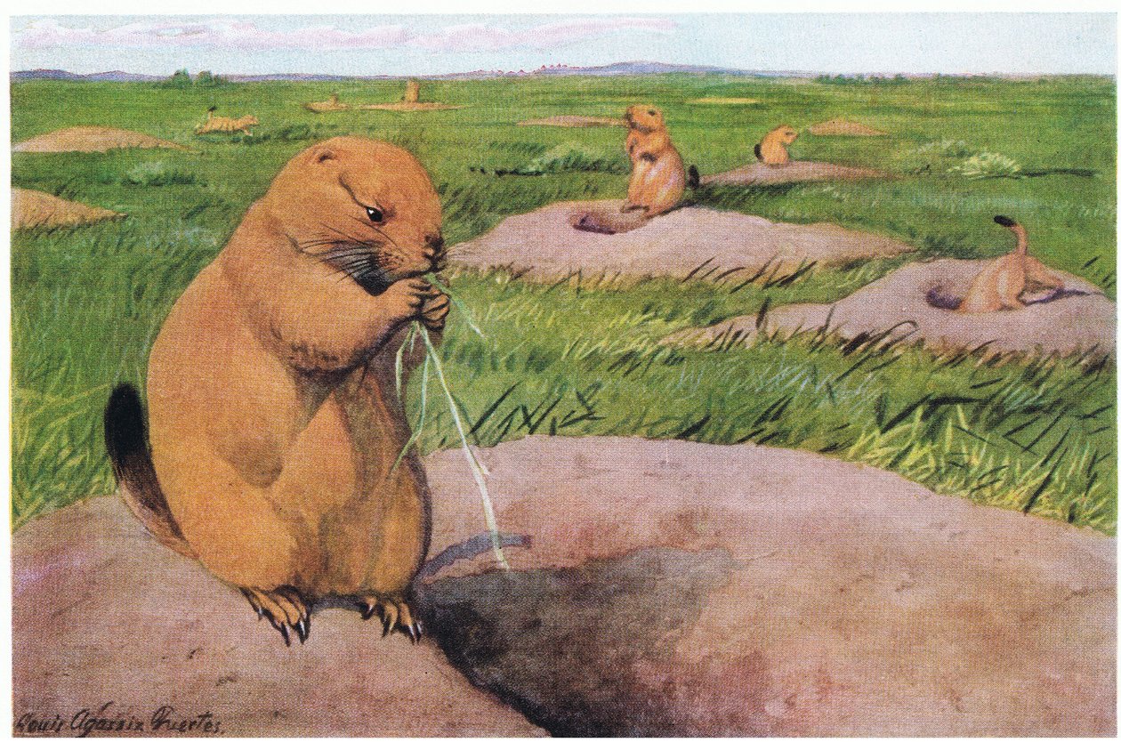 Black Tailed Prairie Dogs pitävät nurmikot lyhyinä esteettömän näköalan takaamiseksi tekijältä Louis Agassiz Fuertes