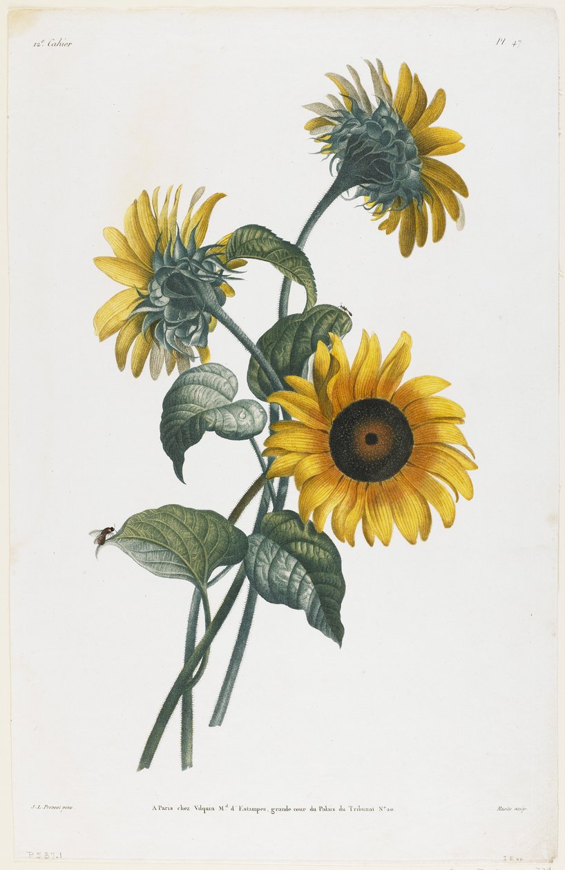 Study of Sunflowers, 1805 (pistekaiverrus) tekijältä Louis Charles Ruotte