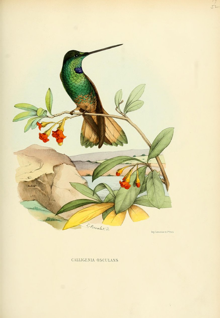 Calligenia osculans = Coeligena violifer osculans tekijältä Louis Victor Bevalet
