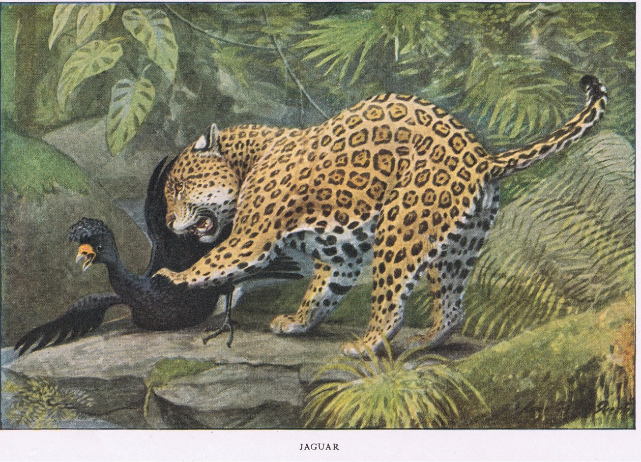 Jaguar tekijältä Louis Agassiz Fuertes