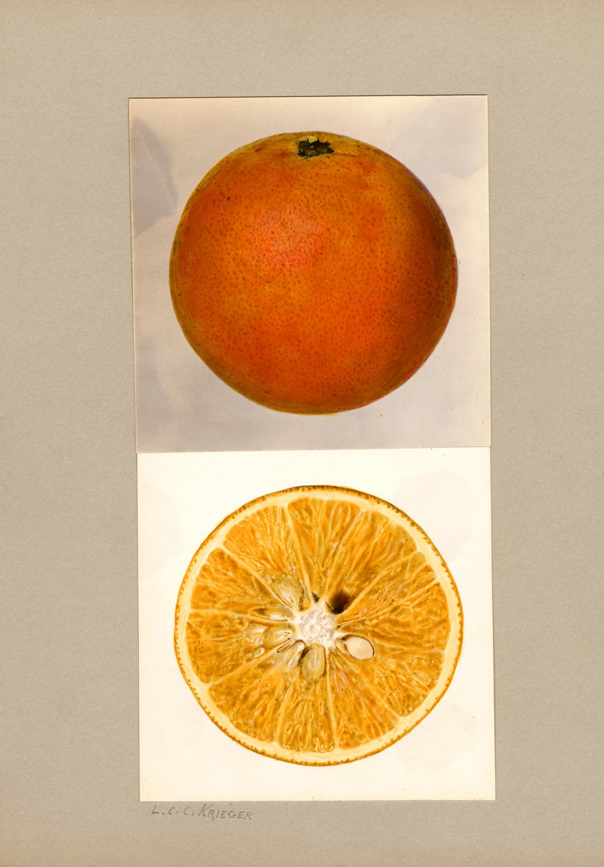 Ananas Appelsiini (Citrus sinensis) tekijältä Louis Charles Christopher Krieger