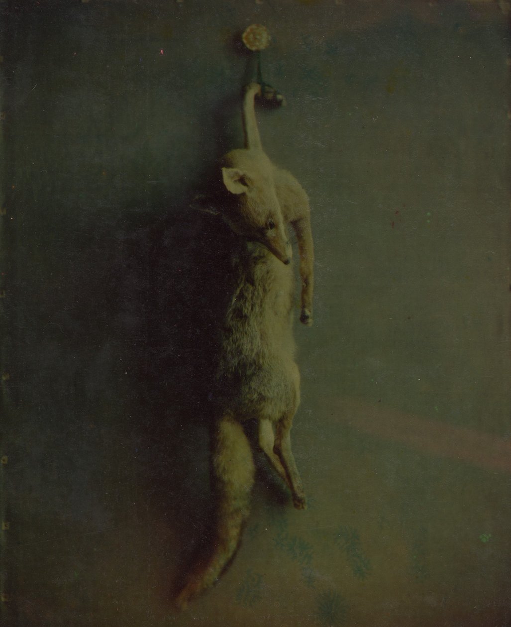 Fox, n. 1870. tekijältä Louis Ducos du Hauron