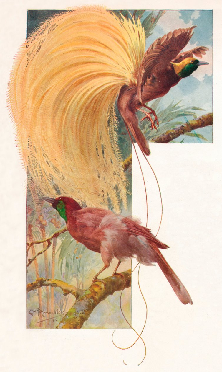 Suuret paratiisin linnut, 1910, 1911 tekijältä Louis Fairfax Muckley