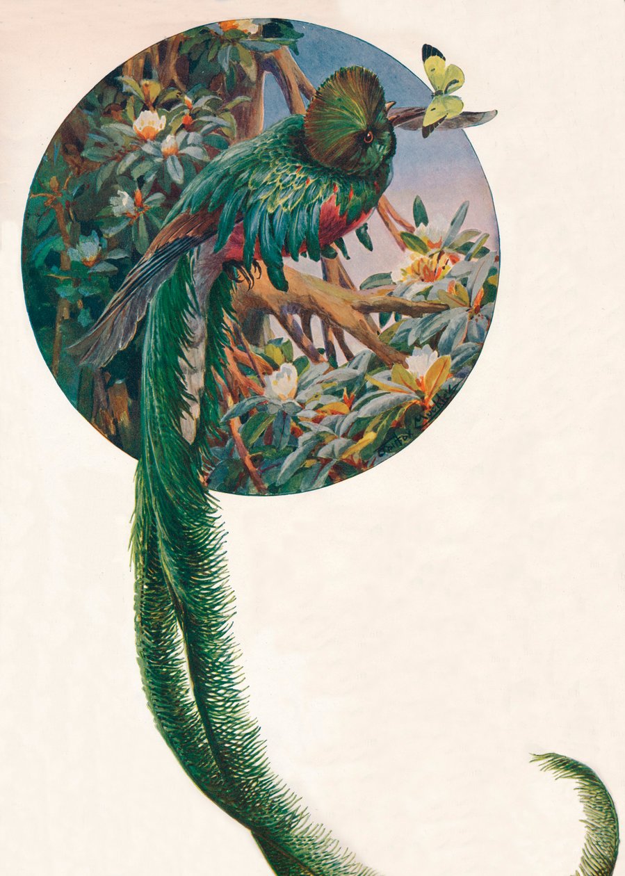 "Long-tailed Trogons", c1910, 1911 tekijältä Louis Fairfax Muckley