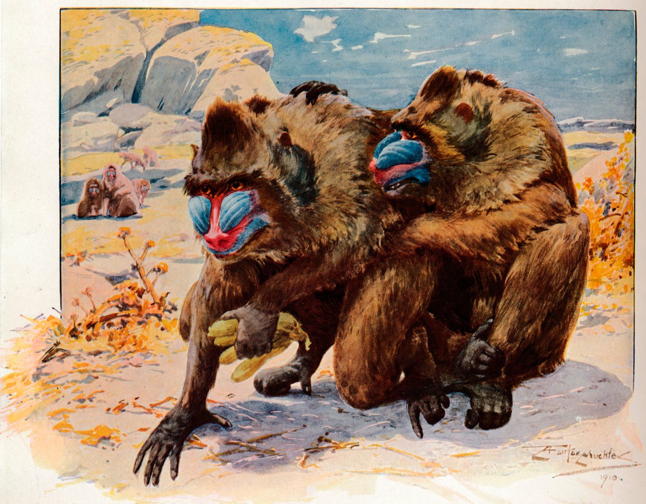 Mandrillit, 1910, 1911 tekijältä Louis Fairfax Muckley