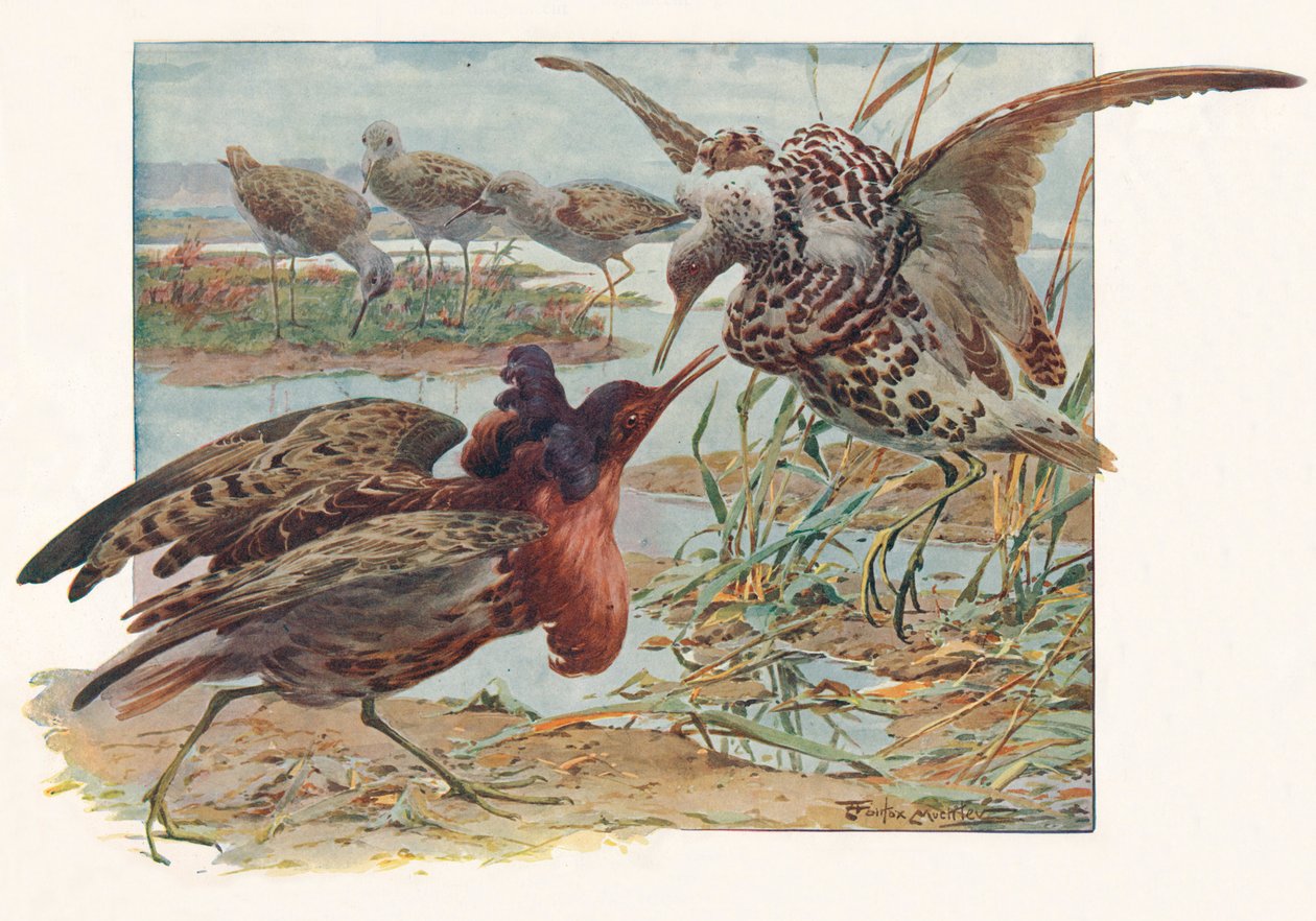 Ruffs and Reeves, 1910, 1911 tekijältä Louis Fairfax Muckley