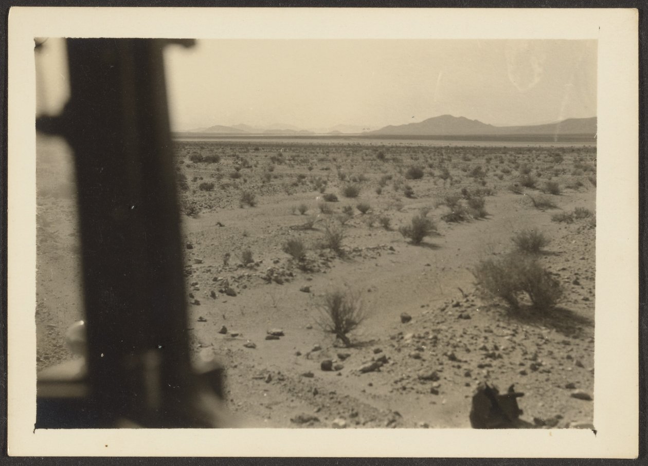 [Amargosa Desert Plants] tekijältä Louis Fleckenstein