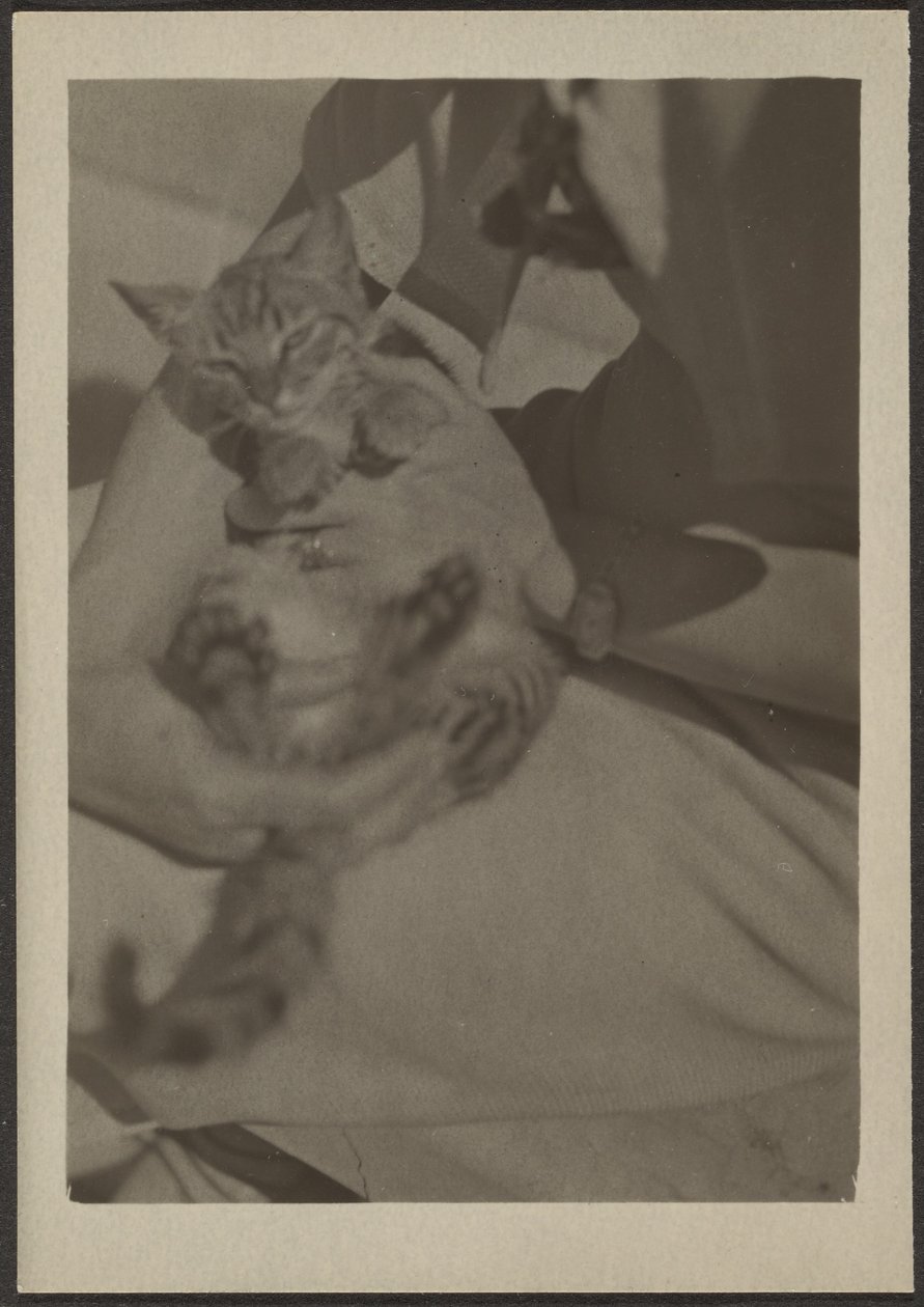 [Cat] tekijältä Louis Fleckenstein