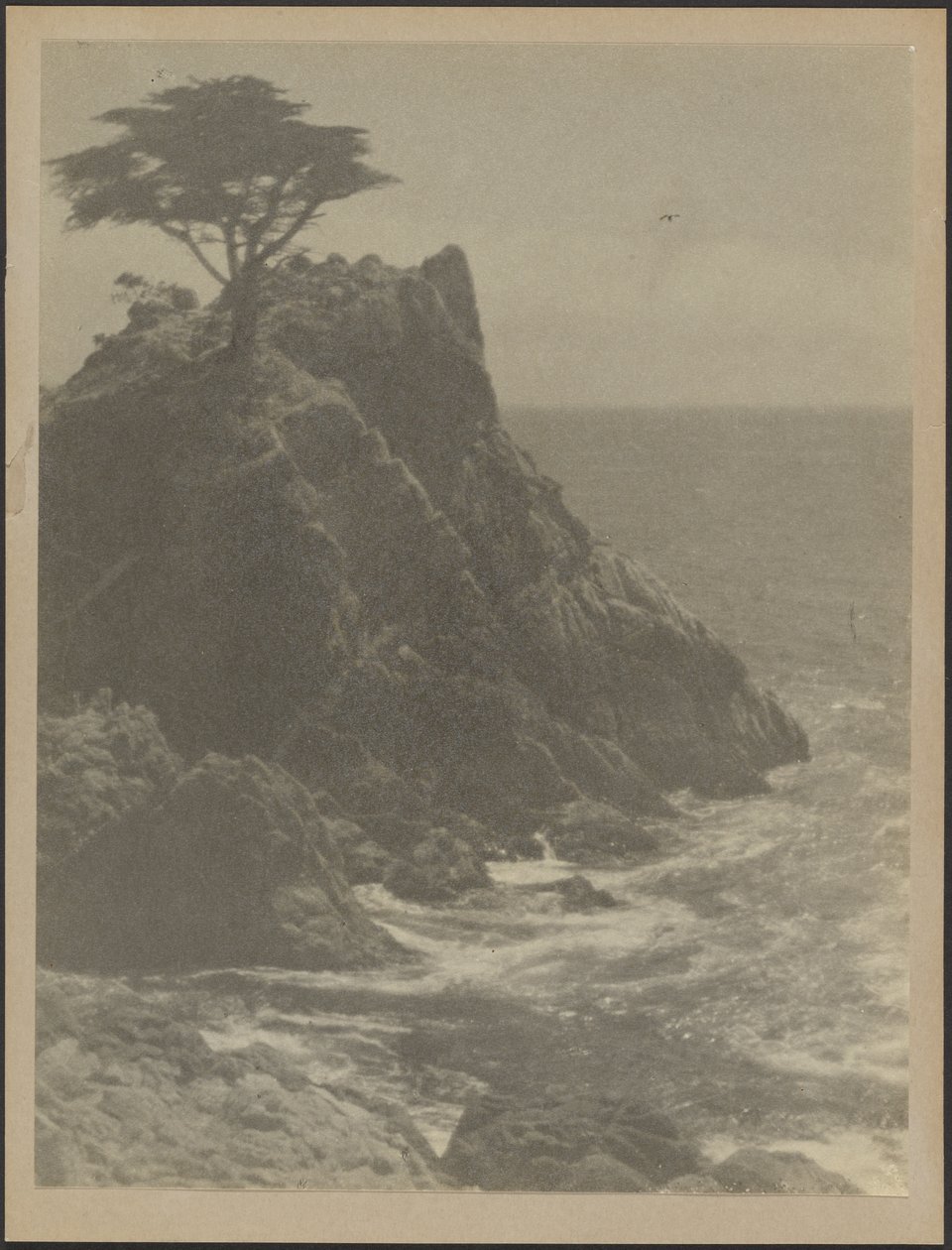 [Tree on Rocky Coastline] tekijältä Louis Fleckenstein