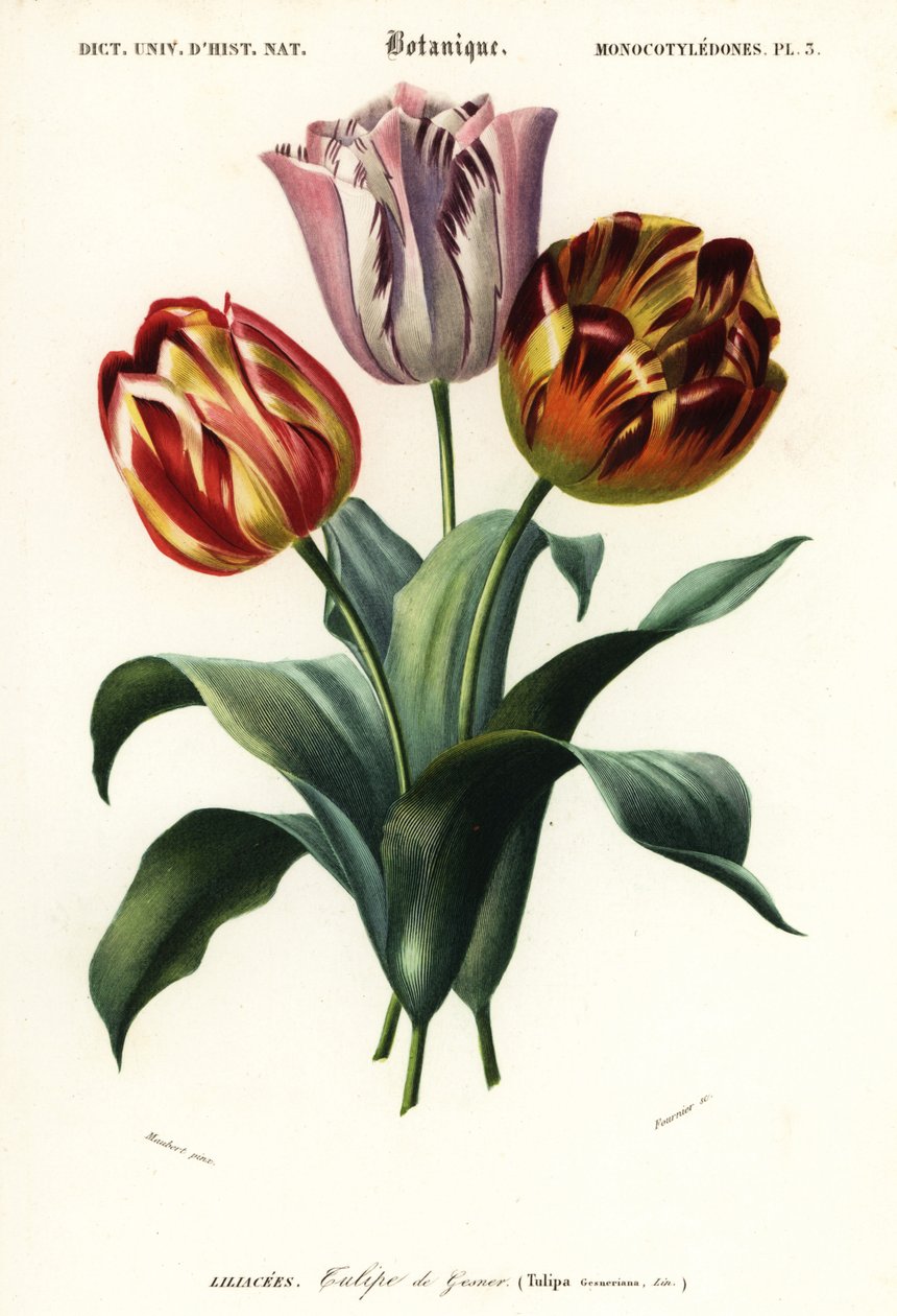 Puutarhatulppaani, Tulipa gesneriana., 1849 (kaiverrus) tekijältä Louis Joseph Edouard Maubert