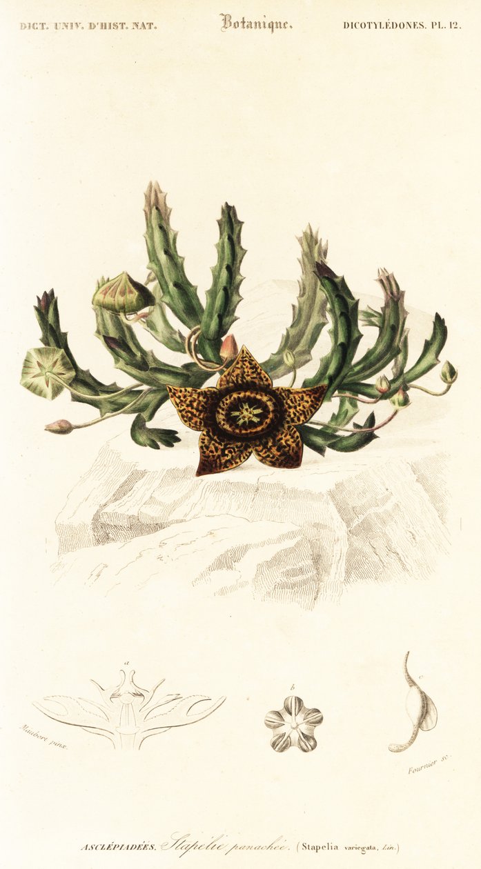 Tähtikukka, Orbea variegata., 1849 (kaiverrus) tekijältä Louis Joseph Edouard Maubert