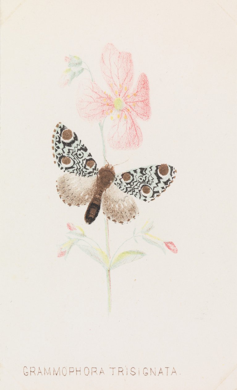 Grammophora Trisignata, 1862. tekijältä Louis Prang