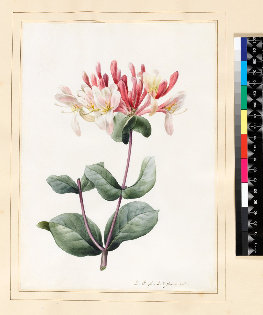 Lonicera Periclymenum (Honeysuckle) 1830 (wc ja guassi vellum) tekijältä Louise DOrleans