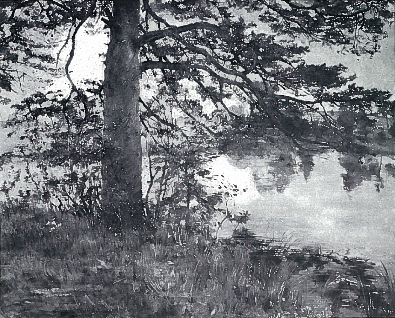 Kiefer am Wassern tekijältä Lovis Corinth