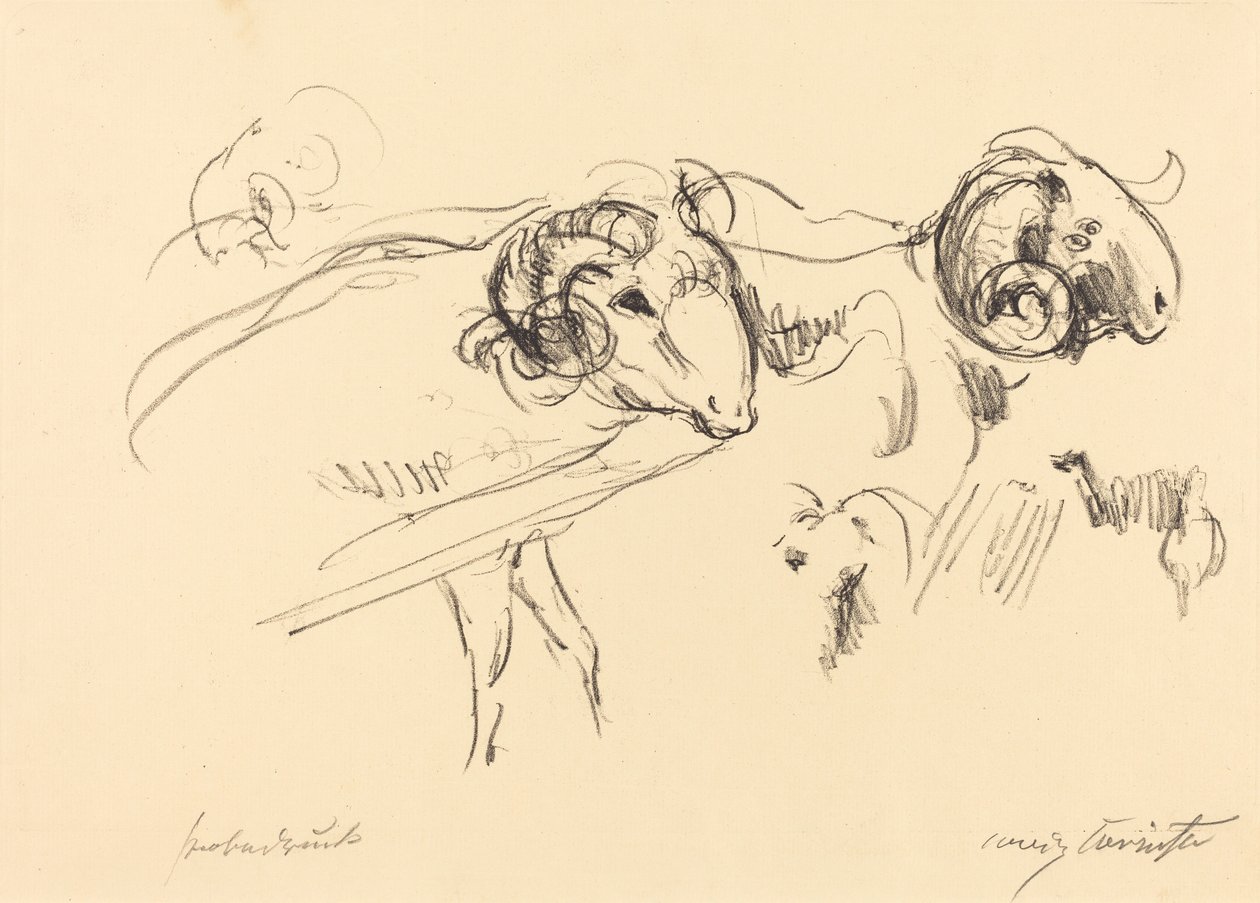 Schafböcke Rams, 1912. tekijältä Lovis Corinth