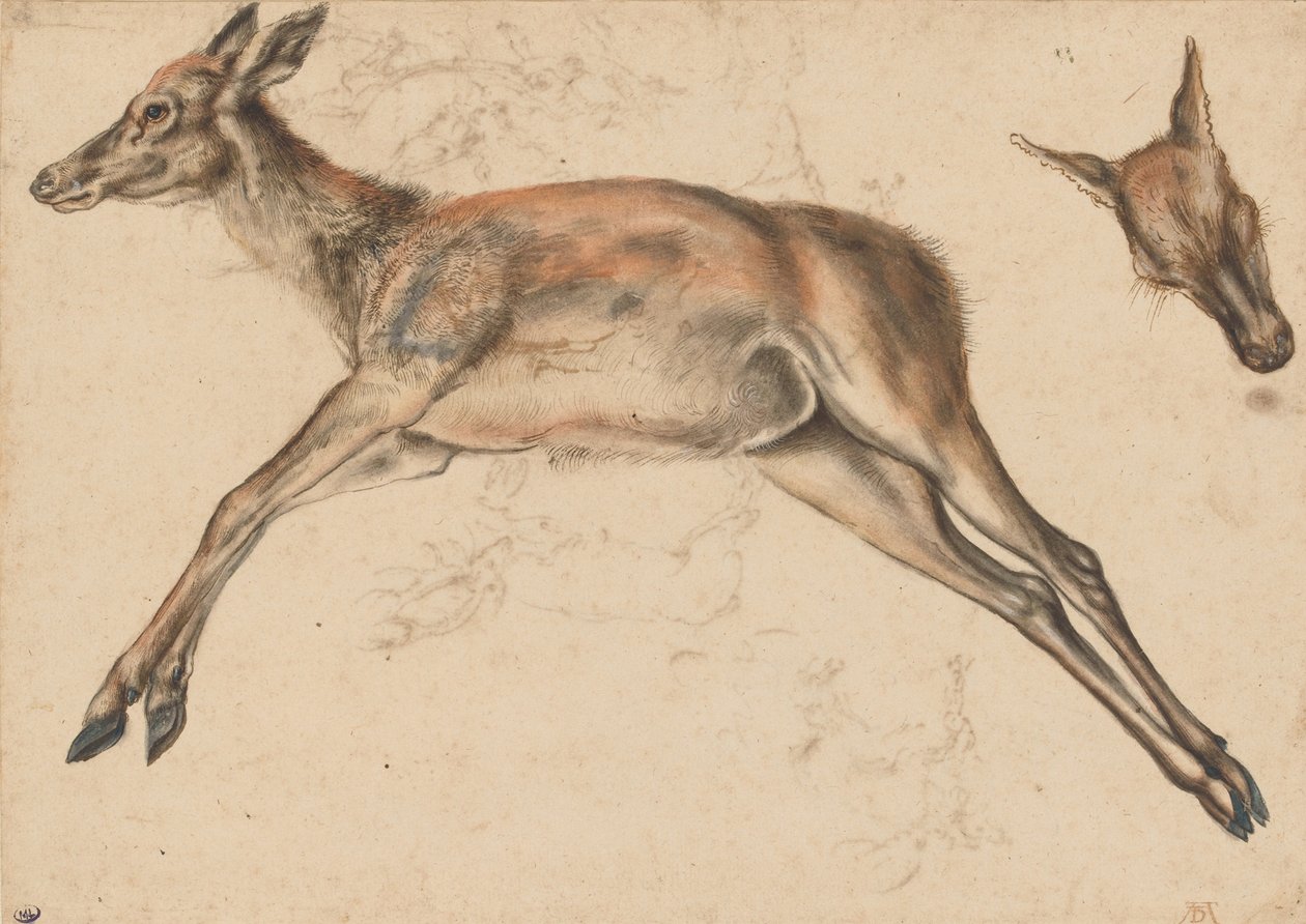 Kuollut takaosa, neljä raajaa ojennettuna ja takimmainen pää tekijältä Lucas Cranach the Elder