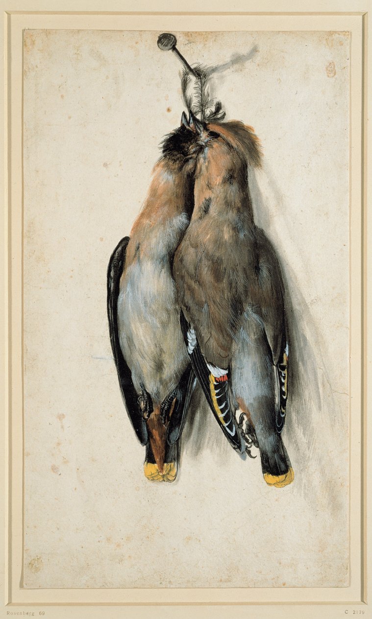 Kaksi kuollutta Bohemian Waxwings tekijältä Lucas Cranach the Elder