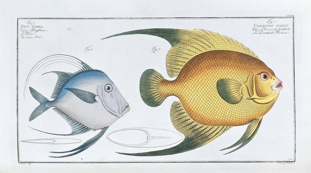 Chaetodon Aureus tekijältä Ludwig Schmidt