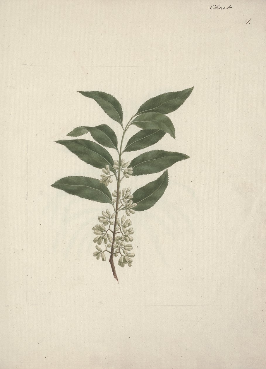 Tarina Edulis Forsk. (Khat): Valmis piirustus tekijältä Luigi Balugani