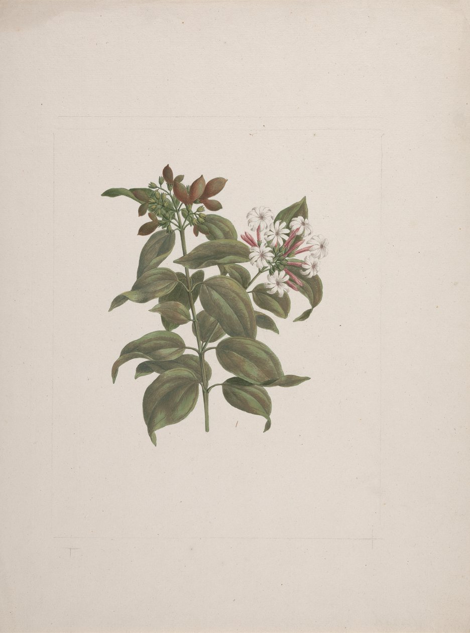 Jasminum dichotomum Vahl (afrikkalainen jasminum): valmis piirros tekijältä Luigi Balugani