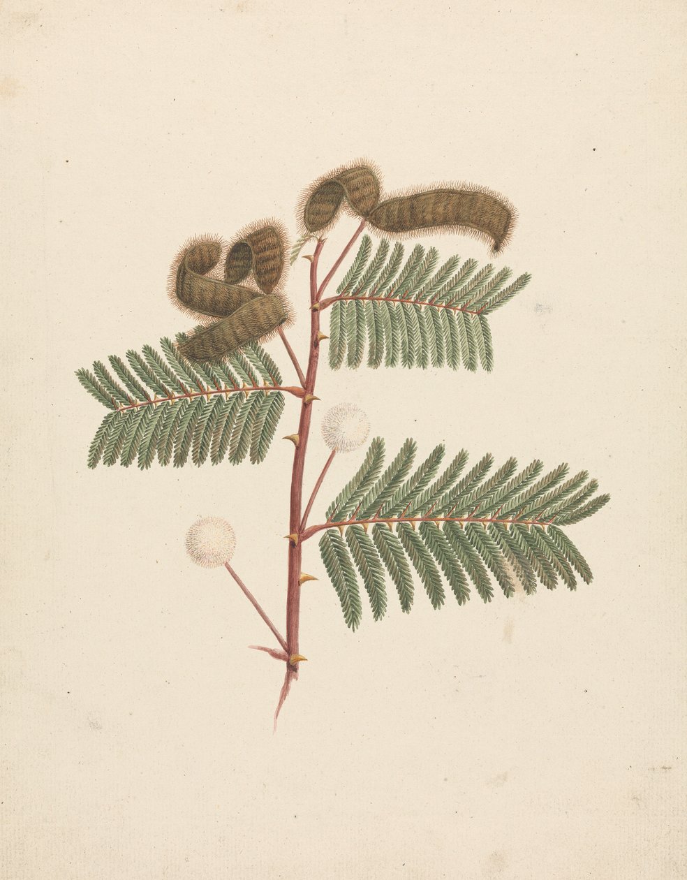 Mimosa pigra (L.): valmis piirustus tekijältä Luigi Balugani