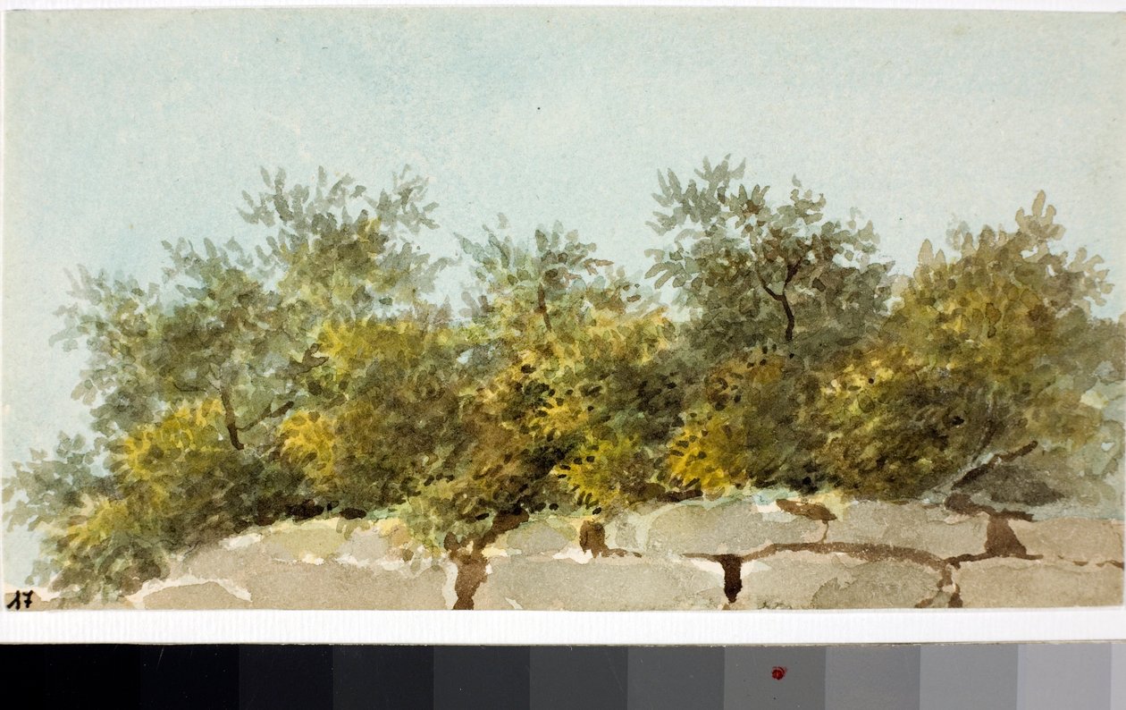 Oliivit, Ligurian maa (akvarelli, noin 1825) tekijältä Luigi Garibbo