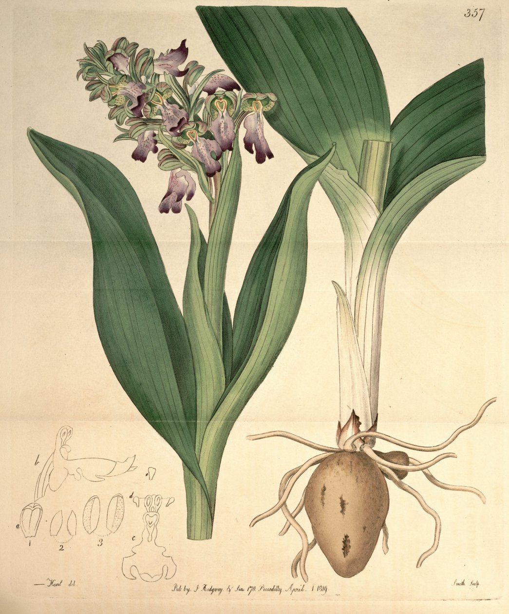 Kuva Barlia robertianasta (syn. Orchis longibracteata Biv.) tekijältä M. Hart