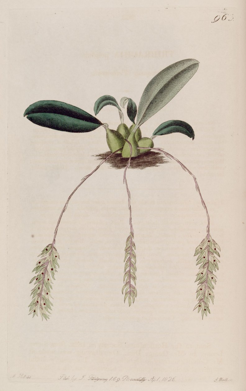 Kuva Bulbophyllum -heilurista (syn. Tribrachia pendula) tekijältä M. Hart