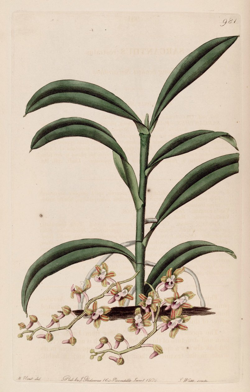 Kuva Cleisostoma recidivumista (syn. Sarcanthus rostratus) tekijältä M. Hart