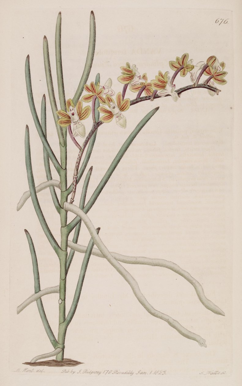 Kuva Cleisostoma simondii (synonyymi Vanda teretifolia). tekijältä M. Hart