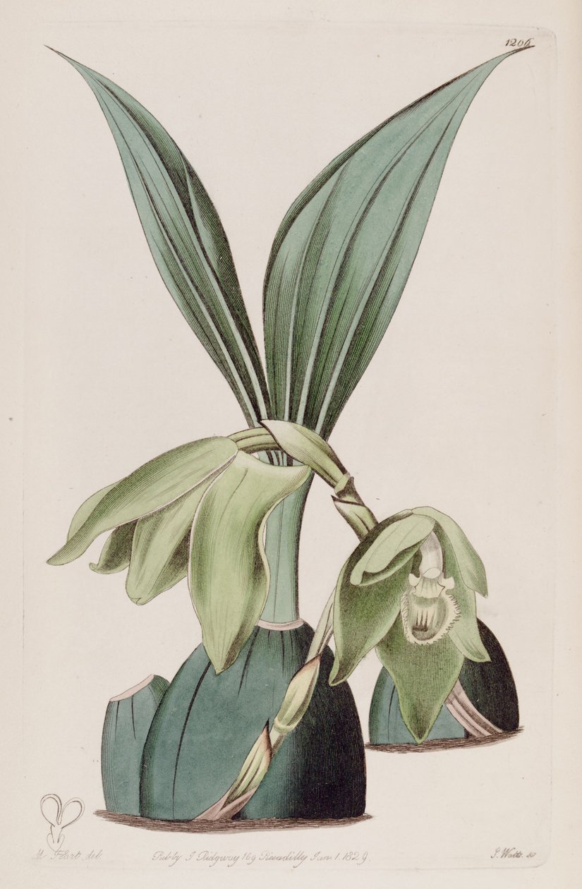 Kuva Ida ciliata (syn. Maxillaria ciliata) tekijältä M. Hart