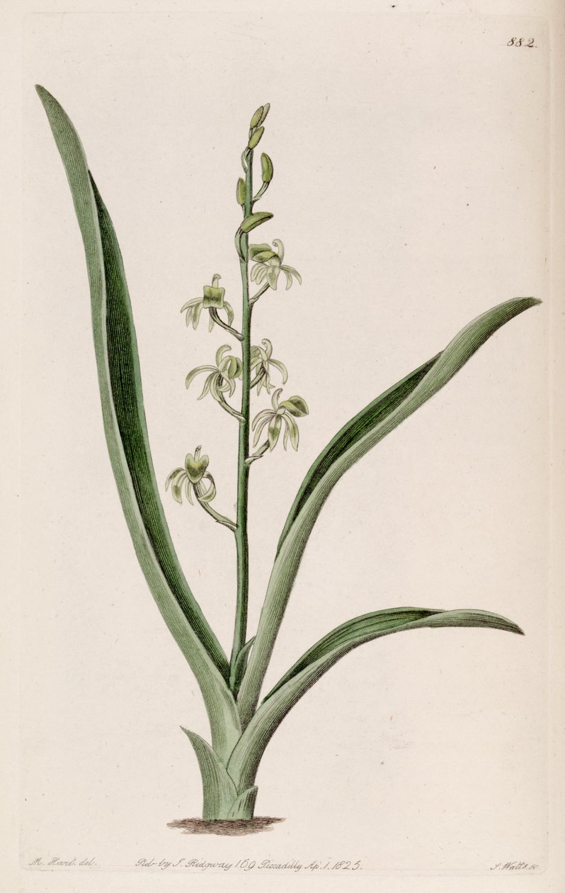 Kuva Liparis reflexasta (syn. Liparis foliosa) tekijältä M. Hart