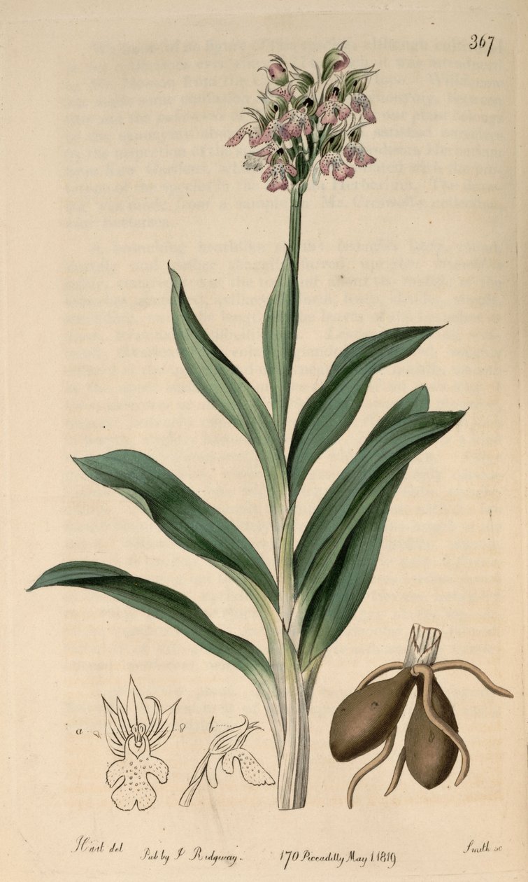 Kuva Neotinea tridentata subsp. tridentata (syn. Orchis variegataAll.) tekijältä M. Hart