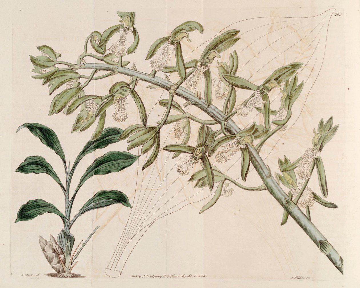Kuva Catasetum cristatum tekijältä M. Hart