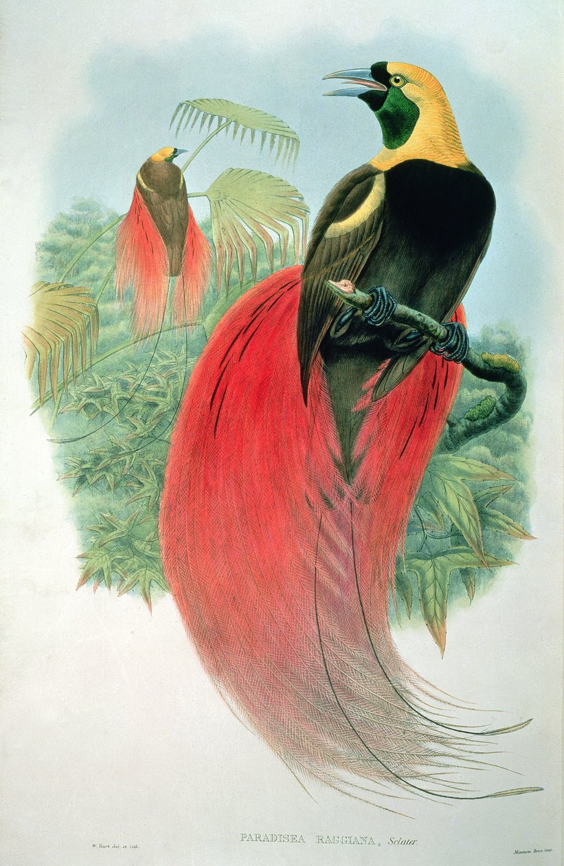 Paradisaea Raggiana tekijältä M. Hart
